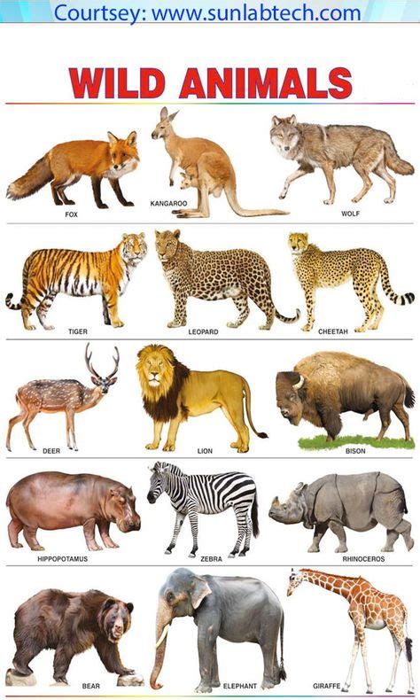 12 Best Printable animal pictures ideas | printable animal pictures, animal flashcards, english ...