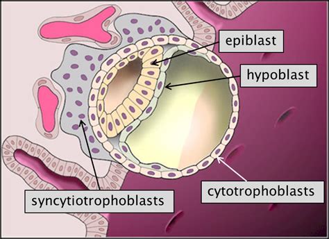 Blastocyst-Implantation-2 – Human Family Tree — Anatomy and Embryology