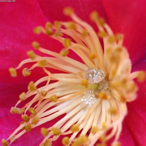 Néctar (botánica) - Wikipedia, la enciclopedia libre