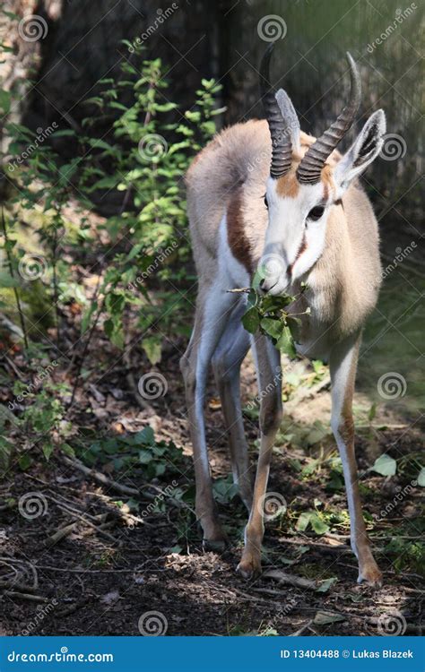 Eating rhim gazelle stock photo. Image of desert, horned - 13404488