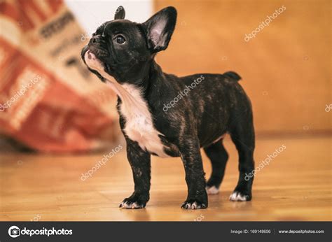 Playful black and white French bulldog puppy the first week at h Stock Photo by ©steho 169148656