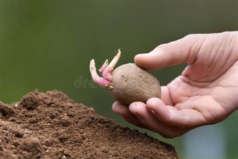 Hand Planting Potato Tuber With Sprouts Stock Image - Image of nature, earth: 54669775