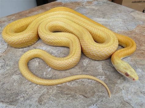 Baby Butter Corn Snake