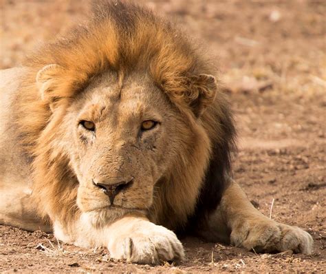 Male lion Kruger National Park, South Africa | Kruger national park ...