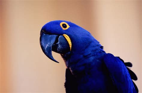 Purple Hyacinth Macaw