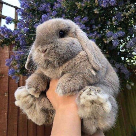 Fluffy rabbits are so cute! : r/Eyebleach