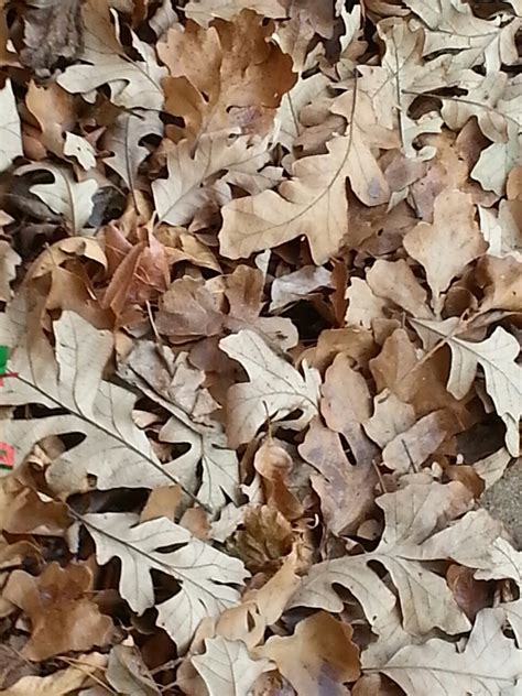 Wonder — Bur oak leaves