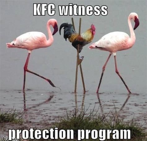 These Flamingo Memes Will Make You Stand On One Leg And Laugh | Funny ...