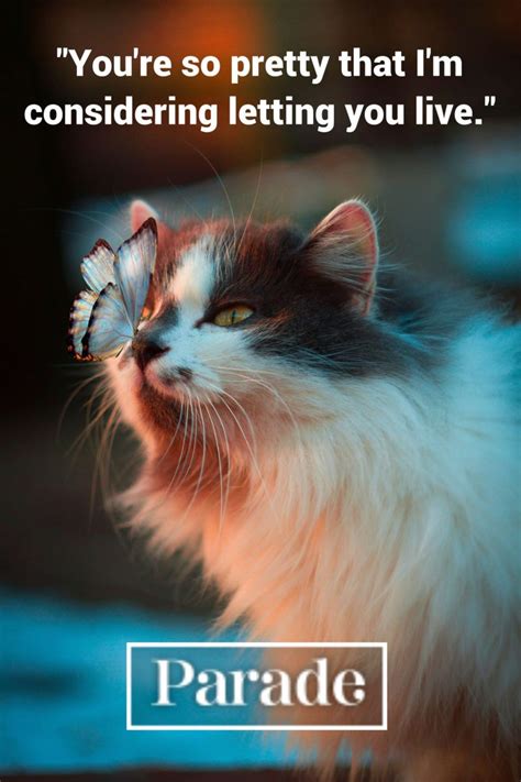 Những Meme Mèo Hài Hước 2019: Những Khoảnh Khắc Đáng Yêu Và Dễ Thương - Activegaliano.org