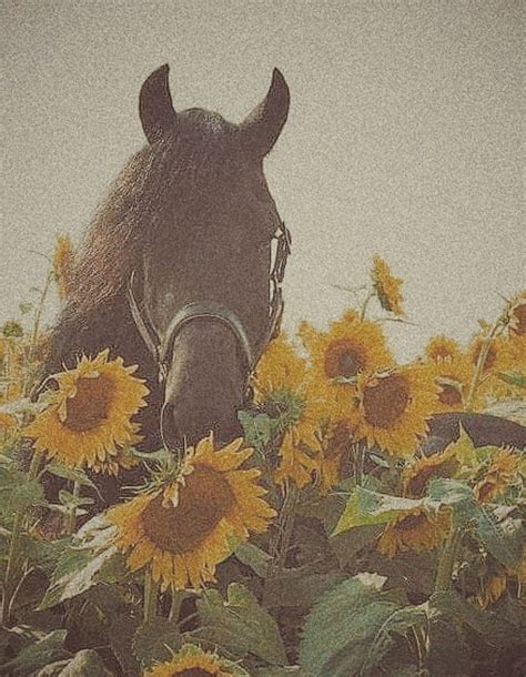 Horse Collage, country aesthetic HD phone wallpaper | Pxfuel