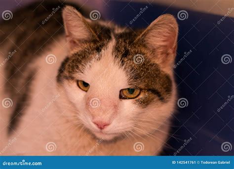 Cat With Nasal Tumor Stock Photography | CartoonDealer.com #142541810