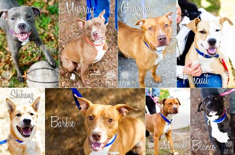 BARCS Adoptable Dogs :: December 2012