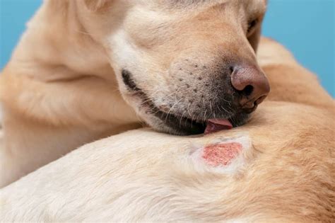 7 Types of Dermatitis in Dogs and How to Treat Your Pet - A-Z Animals