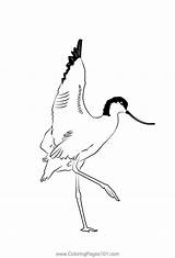 Avocet 5 Coloring Page For Kids  Free Avocets And Stilts Printable sketch template