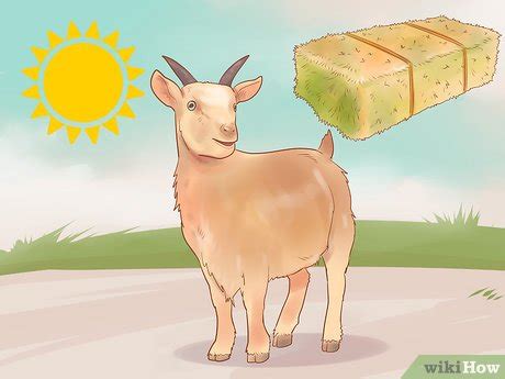 How to Care for Pygmy Goats (with Pictures) - wikiHow