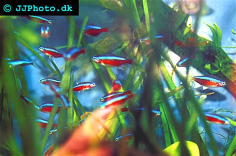 Cardinal Tetra - Paracheirodon axelrodi | Aquatic Community