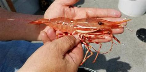 OUTDOORS: Recreational spot shrimp fishery to open May 25-May 26 | Peninsula Daily News