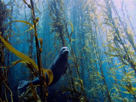 The Great Carbon Sink in the Sea: Geoengineering, Seaweed, and the Rac ...