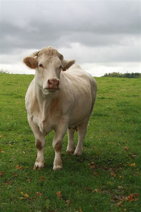 66 best images about Charolais cattle on Pinterest | Montana, Stud ...