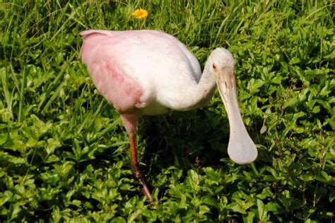 Roseate Spoonbill: Iconic Florida Wading Bird | Focusing on Wildlife