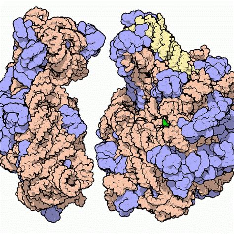 An Organelle That Produces Ribosomes