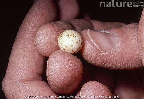 Nature Picture Library Short-beaked Echidna egg (Tachyglossus aculeatus ...