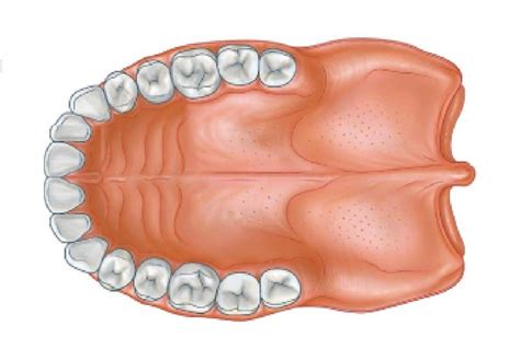 Hard Palate Diagram