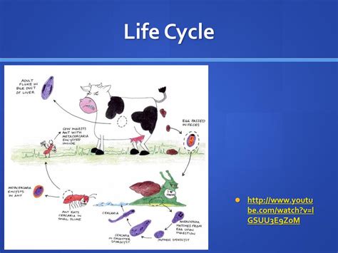 PPT - Dicrocoelium dendriticum PowerPoint Presentation, free download - ID:942708