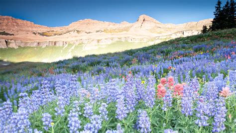 5 Wildflower Hikes in Utah You Need to Do This Weekend