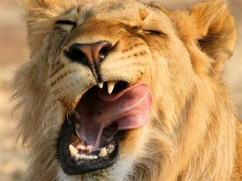 20 Most Funniest Lion Face Pictures Of All The Time - Funnyexpo