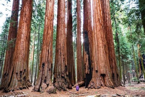 The Absolute Best Time to Visit Sequoia National Park