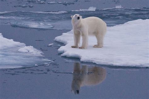 On thin ice; polar bear hunting. | Smithsonian Photo Contest ...