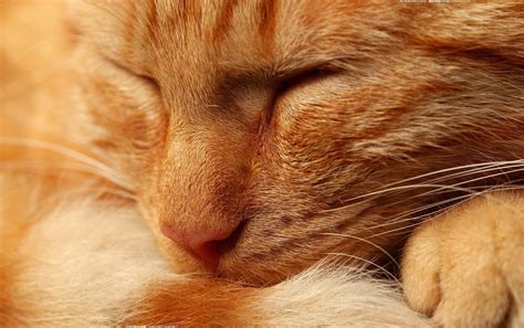 Orange Tabby Cat Wallpapers - Wallpaper Cave