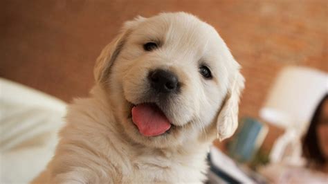 National Puppy Day 2021: 30 cute dog photos to make you smile