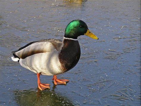 Pierrot Heritier photos/Landscapes and pictures of nature/Photos of animals/Green Head Duck