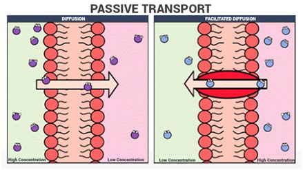 Passive Transport |Types - Diffusion, Osmosis & Facilitated Diffusion