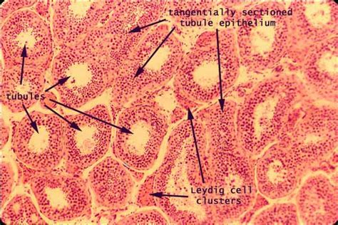 Histology at SIU