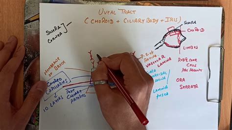 Choroid...Anatomy Of Eye Part 4 (Structure Of Choroid) - YouTube