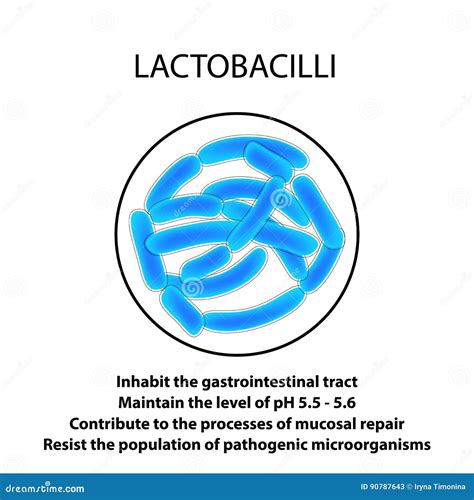 Structure and Function of the Lactobacillus. Infographics. Vector Illustration on Isolated ...