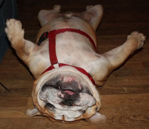 18 Hilarious Photos That Prove English Bulldogs Can Sleep Absolutely ...