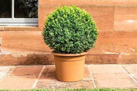 How to Grow and Care for Boxwood Shrubs