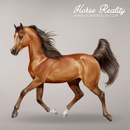 Hidden Sabino | Horse Reality Wiki