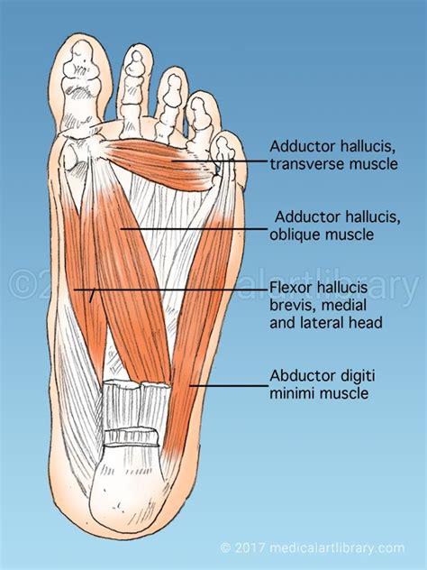 Foot Muscles - Medical Art Library