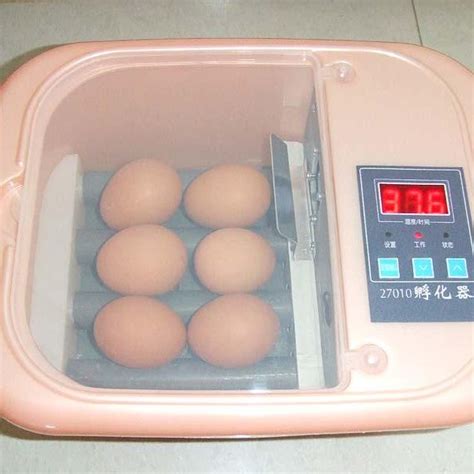 where to buy Parrot Egg Incubator Online - Buy Incubator Online