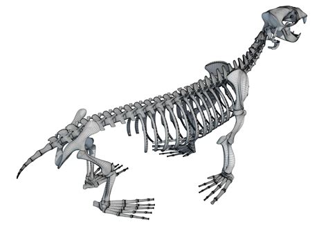 Sea Lion Skeleton - 3D Model by 3D Horse