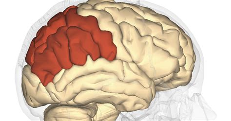 CCC Introduction to Psychology: The Parietal Lobe by Julie Nelms