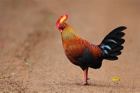 Sri Lanka Junglefowl | Sri Lankan Safari