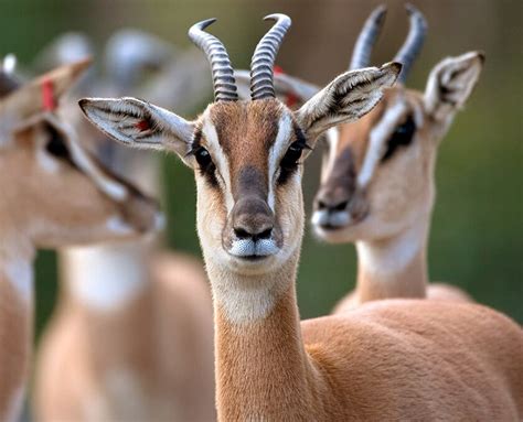 35 Amazing Antelopes Facts