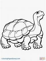 Gopher Coloring Page At GetColoringscom  Free Printable Colorings sketch template