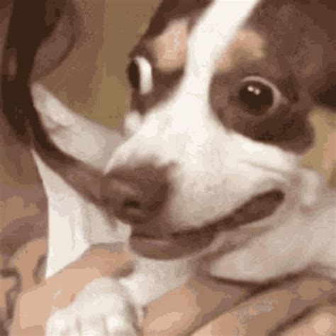 Dog Surprised GIF - Dog Surprised No - Discover & Share GIFs